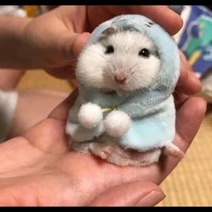 Meet your Posher, Athena